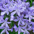 100 seeds Agapanthus Africanus Flower Seeds Easy Care and Drought Tolerant
