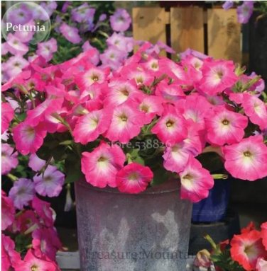 100 seeds Imported Radiance Pink Morn Petunia Bonsai Seeds