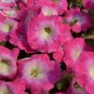 100 seeds Imported Radiance Pink Morn Petunia Bonsai Seeds