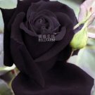 50 seeds Maroon Super Black Rose Shrub Flower Seeds