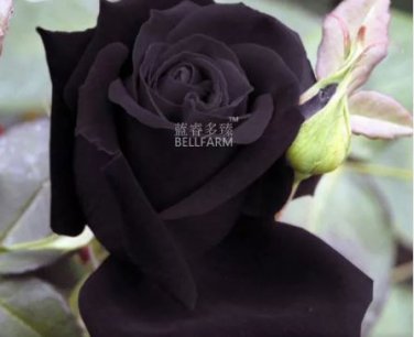 50 seeds Maroon Super Black Rose Shrub Flower Seeds