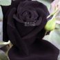 50 seeds Maroon Super Black Rose Shrub Flower Seeds
