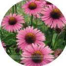 200 seeds Deep Rose Red Echinacea Perennial Coneflower Seeds