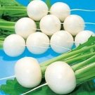 3 seeds White Cherry Belle Radish Chinese Organic Vegetable Seed