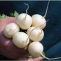 3 seeds White Cherry Belle Radish Chinese Organic Vegetable Seed