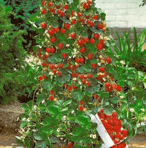 400 seeds Climbing Strawberry Plant Seeds