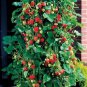 400 seeds Climbing Strawberry Plant Seeds
