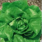 1 seeds 6 Types Of Lettuce Purple Red Green Vegetables Seeds Original Package