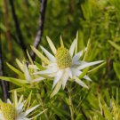 5 seeds Leucadendron ULIGINOSUM Garden Ornamental Plants - Seeds