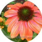200 seeds Cheyenne Spirit Orange Echinacea Perennial Coneflower Seeds