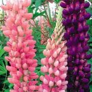 10 seeds MIXED RUSSELL LUPINE Lupinus Polyphyllus Flower Seeds