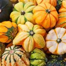 50 seeds Mixed Gourds Ornamental Pumpkin Seeds