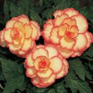 100 seeds Begonia Flower Seeds - Golden Double Flowers with Red Edge