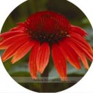 200 seeds Heirloom Red Ruby Echinacea Perennial Coneflower Seeds
