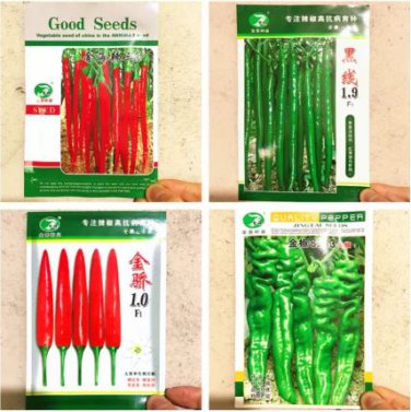 1000 seeds Jintai Red Line Pepper (green line, jinjiao 1.0 F1, pig intestines pepper)