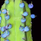 5 seeds Genuine Myrtillocactus geometrizans Bilberry Cactus Seeds