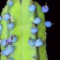 5 seeds Genuine Myrtillocactus geometrizans Bilberry Cactus Seeds