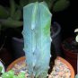 5 seeds Genuine Myrtillocactus geometrizans Bilberry Cactus Seeds