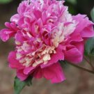 5 seeds Peony Short Purple Petals Big Ball Centre Flower