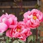 5 seeds Peony Short Purple Petals Big Ball Centre Flower