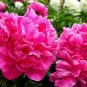 5 seeds Peony Short Purple Petals Big Ball Centre Flower