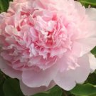 5 seeds Peony Mr.zhao Pink Big Blooms Flower Seeds hydrangea-typed