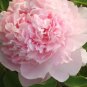 5 seeds Peony Mr.zhao Pink Big Blooms Flower Seeds hydrangea-typed