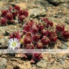 100 seeds Mesembryanthemum Crystallinum Crystalline Ice Plant Seeds