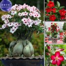 2 seeds Mixed Pink & Crimson Red Adenium Desert Rose Seeds