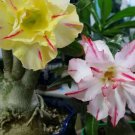 2 seeds Mixed 'the star' Adenium Desert Rose Seeds professional pack