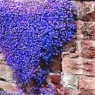 100 seeds Aubrieta Cultorum Seeds