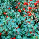 100 seeds Wintergreen Creeping Gaultheria Procumbens