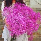 400 seeds  Pink Gypsophila Paniculata Seeds Baby's Breath Graceful Flowers