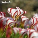 100 seeds Rainbow Oxalis Wood Sorrel Flower Seeds Hydrid F1