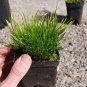100 seeds Acorus Gramineus Seeds Bonsai Study Office Green Planting Mini Potted