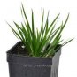 100 seeds Acorus Gramineus Seeds Bonsai Study Office Green Planting Mini Potted