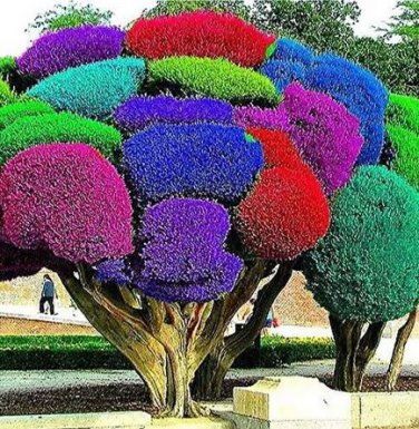 50 seeds  Rainbow Pine Tree Plants Japanese Bonsai Perennial Pinus