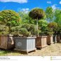 50 seeds  Rainbow Pine Tree Plants Japanese Bonsai Perennial Pinus