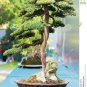 50 seeds  Rainbow Pine Tree Plants Japanese Bonsai Perennial Pinus