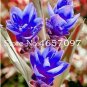 200 seeds  Blue Curcuma Bonsai Flower Seeds