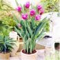 200 seeds Blue Curcuma Bonsai Flower Seeds