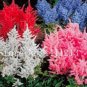 100 seeds Astilbe Seeds Mixed Red Blue White Pink Colors