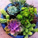 100 seeds Mixed Cactus, Succulent Cactus Bonsai for Home