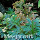 50 seeds Selaginella Uncinata Bonsai of Bonsai Outdoor Selaginella Uncinata