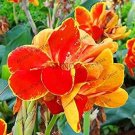 102 seeds Canna Bonsai, DIY Potted Plants, Indoor/Outdoor