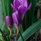 20 seeds Freesia Flower Seeds Purple Flowers