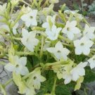 200 seeds Nicotiana Alata -s Home Garden Multi-Color Optional YR