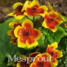 100 seeds Home Garden Decoration Plant 100 French Caltha Palustris Bonsai