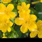 100 seeds Home Garden Decoration Plant 100 French Caltha Palustris Bonsai