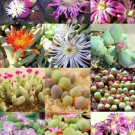 20 seeds GIBBAEUM Mix Succulents Garden Plants